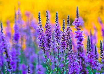 备受期待的功夫动作游戏《师父SIFU》现已登陆Epic与PlayStation平台